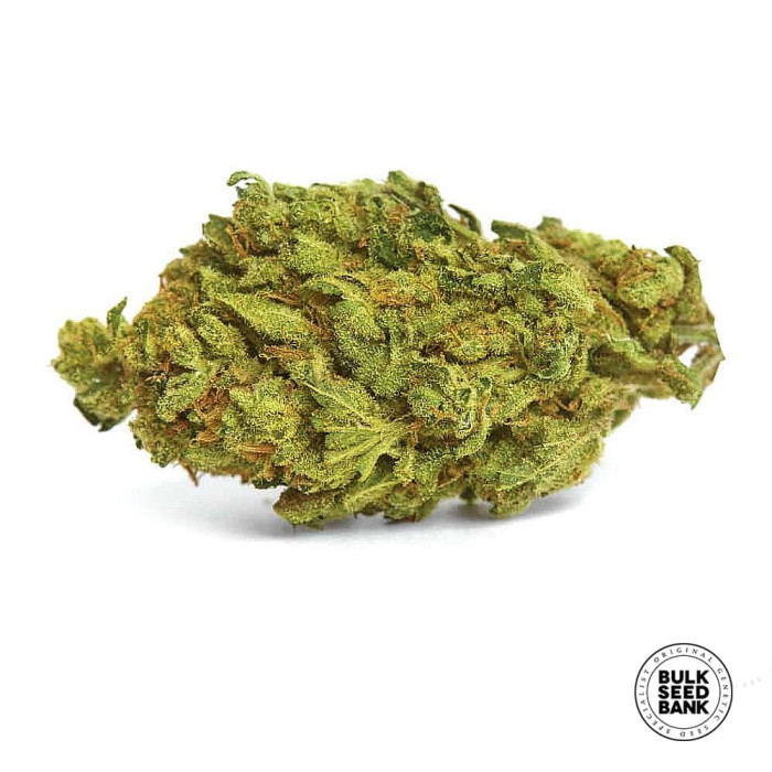 Семена конопли Northern Light autofem. Bulk Seed Bank
