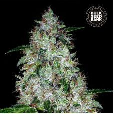 OG Kush auto feminised (Bulk Seed Bank)