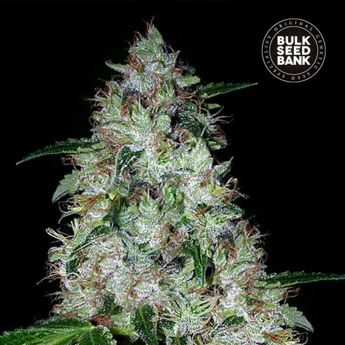 Семена конопли OG Kush autofem. Bulk Seed Bank