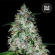 Семена конопли OG Kush autofem. Bulk Seed Bank