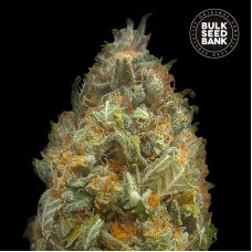 Original Orange Bud auto feminised (Bulk Seed Bank)