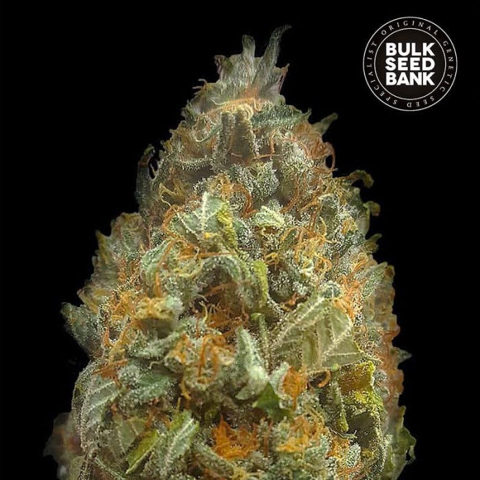 Насіння коноплі Original Orange Bud autofem. Bulk Seed Bank