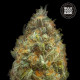 Насіння коноплі Original Orange Bud autofem. Bulk Seed Bank