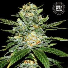 Perfect Power Plant auto feminised (Bulk Seed Bank)