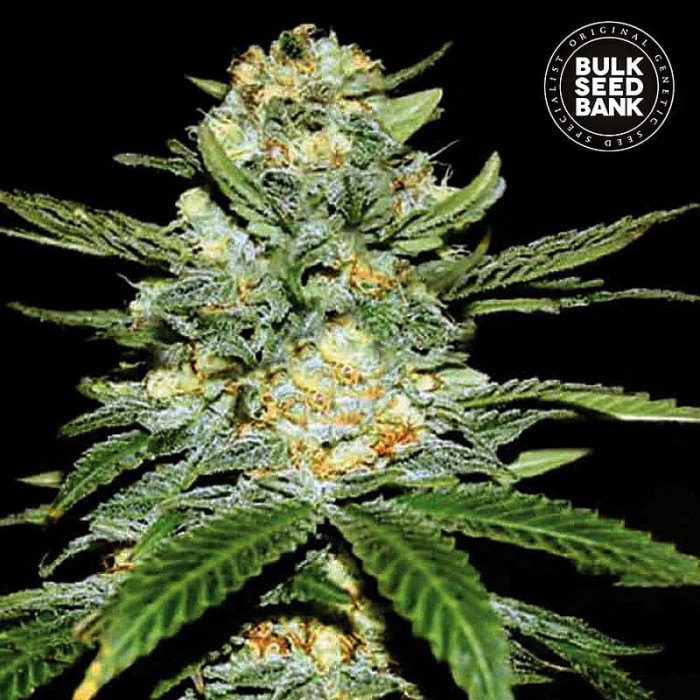 Насіння коноплі Perfect Power Plant autofem. Bulk Seed Bank