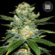 Насіння коноплі Perfect Power Plant autofem. Bulk Seed Bank