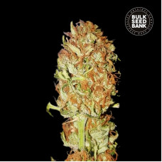 Psychedelic auto feminised (Bulk Seed Bank)