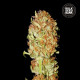 Насіння коноплі Psychedelic autofem. Bulk Seed Bank
