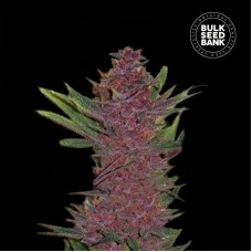 Purple Glam Kush auto feminised (Bulk Seed Bank)