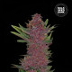 Семена конопли Purple Glam Kush autofem. Bulk Seed Bank