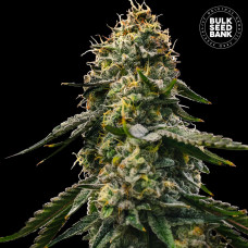 Runtz Gluntz auto feminised (Bulk Seed Bank)