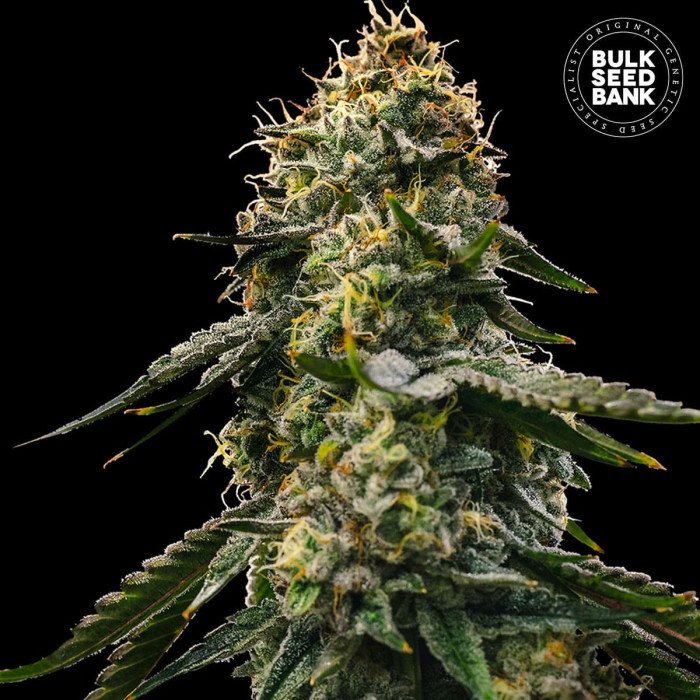 Семена конопли Runtz Gluntz autofem. Bulk Seed Bank