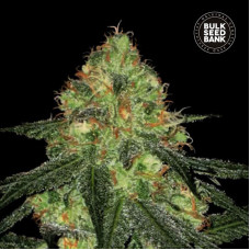 Sour Diesel auto feminised (Bulk Seed Bank)