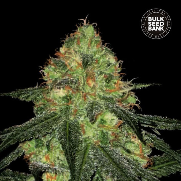 Насіння коноплі Sour Diesel autofem. Bulk Seed Bank