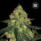 Насіння коноплі Sour Diesel autofem. Bulk Seed Bank