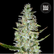 Special Skunk auto feminised (Bulk Seed Bank)
