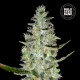 Семена конопли Special Skunk autofem. Bulk Seed Bank