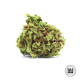 Семена конопли Special Skunk autofem. Bulk Seed Bank