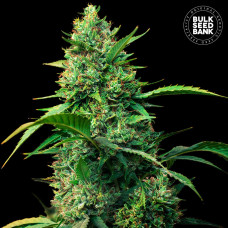 Strawberry Ferry auto feminised (Bulk Seed Bank)
