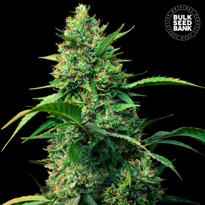 Насіння коноплі Strawberry Ferry autofem. Bulk Seed Bank