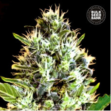 Sunmango auto feminised (Bulk Seed Bank)