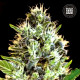Семена конопли Sunmango autofem. Bulk Seed Bank