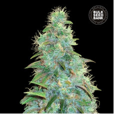 Sweet Tooth auto feminised (Bulk Seed Bank)