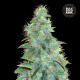 Насіння коноплі Sweet Tooth autofem. Bulk Seed Bank