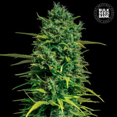 Tropical Coconut auto feminised (Bulk Seed Bank)
