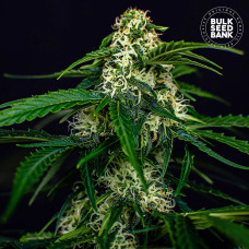 Watermelon Jam auto feminised (Bulk Seed Bank)