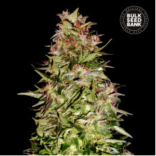 White Prussian auto feminised (Bulk Seed Bank)
