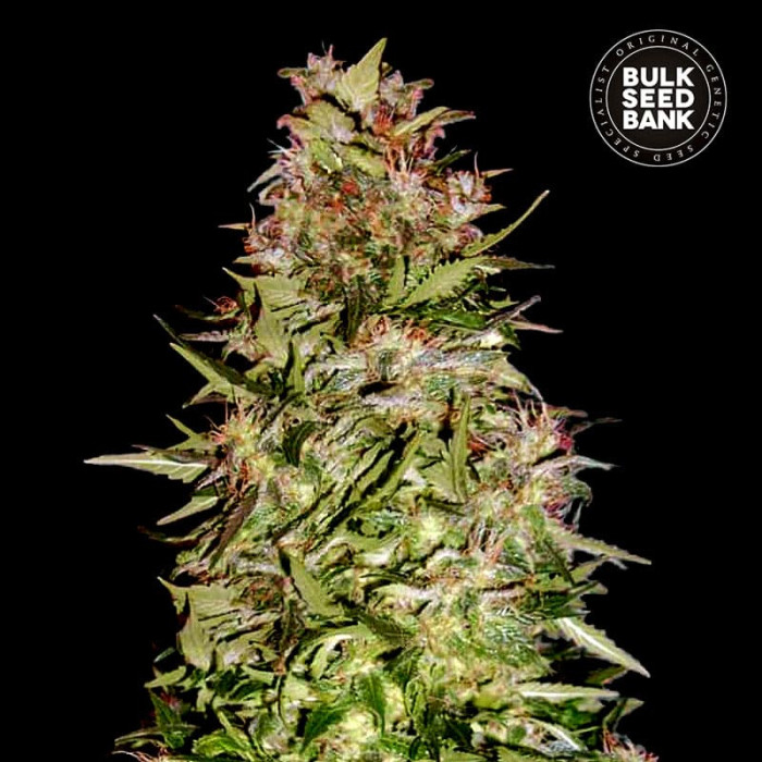 Насіння коноплі White Prussian autofem. Bulk Seed Bank