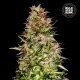 Насіння коноплі White Prussian autofem. Bulk Seed Bank