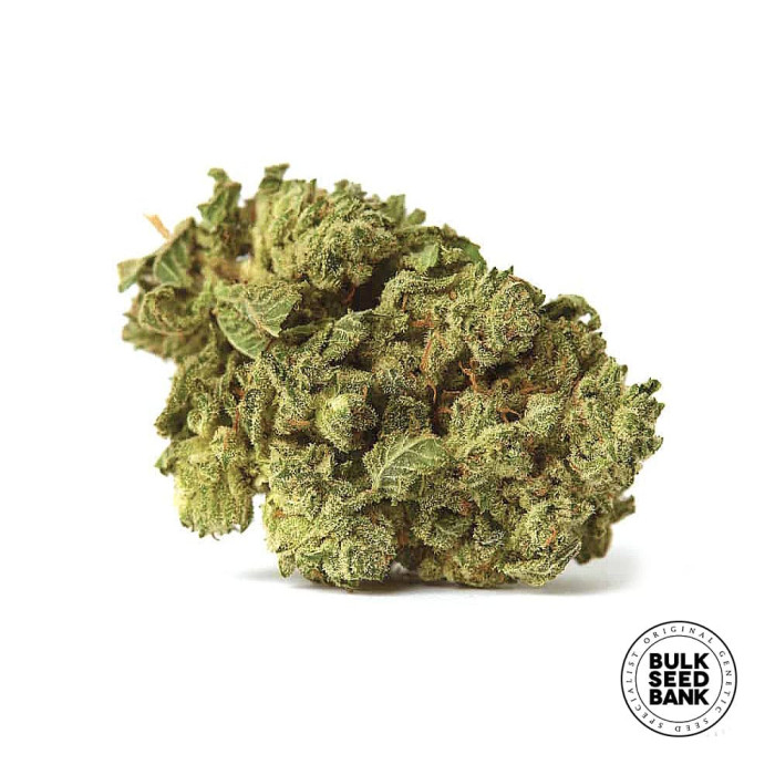 Насіння коноплі White Prussian autofem. Bulk Seed Bank