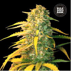 White Widow auto feminised (Bulk Seed Bank)