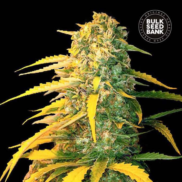 Насіння коноплі White Widow autofem. Bulk Seed Bank