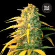 Насіння коноплі White Widow autofem. Bulk Seed Bank