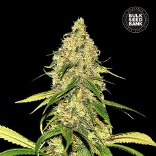 White Widow CBD auto feminised (Bulk Seed Bank)