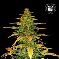 Wild Dwarf auto feminised (Bulk Seed Bank)