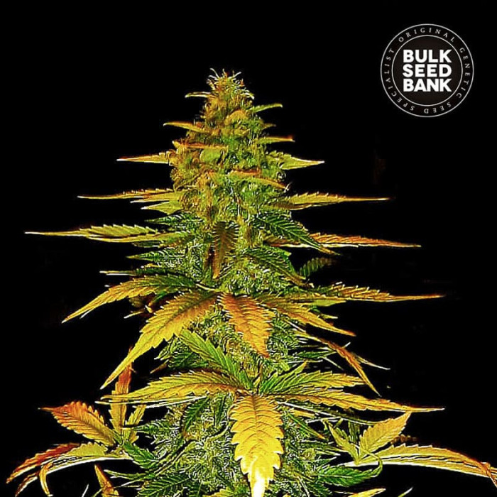 Насіння коноплі Wild Dwarf autofem. Bulk Seed Bank