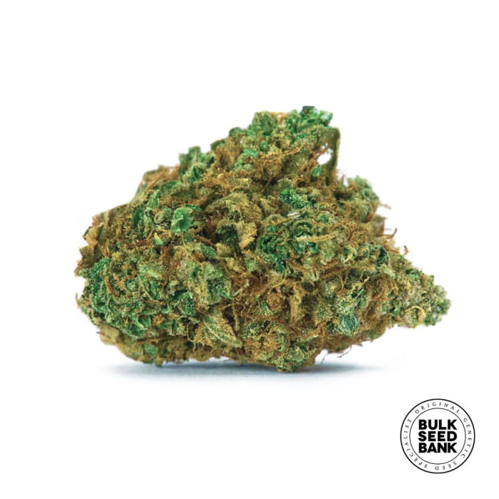 Насіння коноплі Wild Dwarf autofem. Bulk Seed Bank