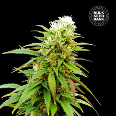 Zkittly Zi Zi auto feminised (Bulk Seed Bank)