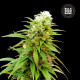 Насіння коноплі Zkittly Zi Zi autofem. Bulk Seed Bank
