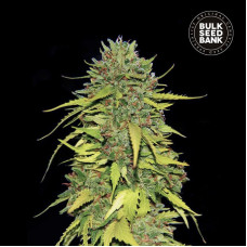 AK feminised (Bulk Seed Bank)