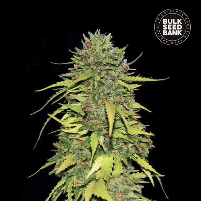 Насіння коноплі AK fem. Bulk Seed Bank