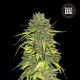 Насіння коноплі AK fem. Bulk Seed Bank
