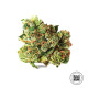 Насіння коноплі AK fem. Bulk Seed Bank