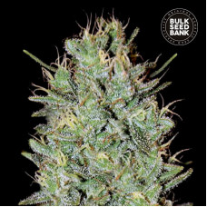 Amnesia Haze feminised (Bulk Seed Bank)