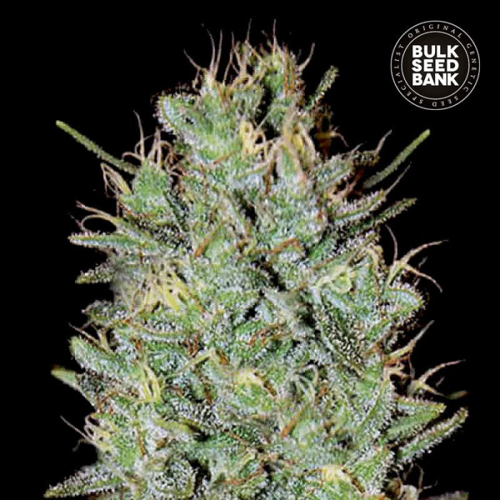 Насіння коноплі Amnesia Haze fem. Bulk Seed Bank