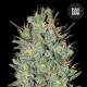 Насіння коноплі Amnesia Haze fem. Bulk Seed Bank